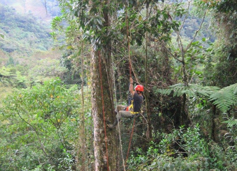 La corporación Salvamontes Colombia trabaja en la recuperación del Almanegra de Ventanas, una especie endémica de Antioquia que solo tiene 25 ejemplares. FOTO CORTESÍA SALVAMONTES