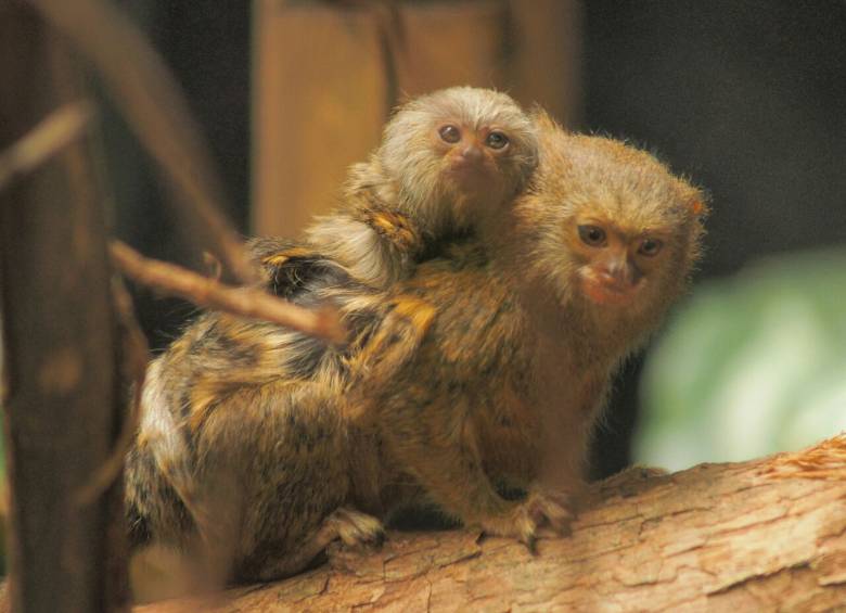 FOTOS CORTESÍA ZOOLÓGICO SANTA FE