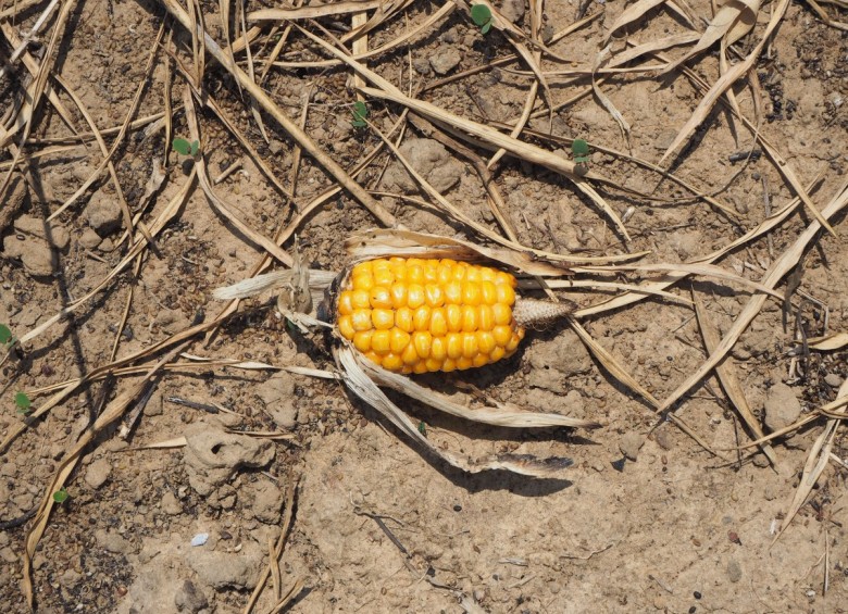 Un segundo estudio reseñado en las Actas encontró que el incremento de las temperaturas aumentará la volatilidad del maíz, el cultivo más extendido en el planeta. FOTO PXHere