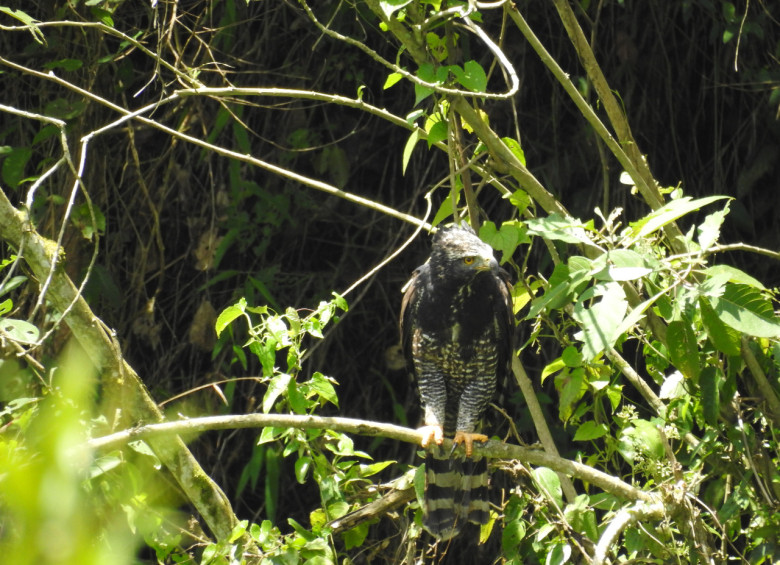 El águila iguanera o negra mide 68 centímetros de alto. FOTO Cortesía Secretaria de Medio Ambiente