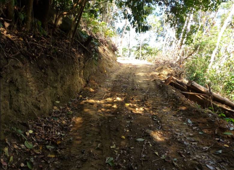 La denuncia fue hecha por la Fundación ProAves la cual dio a conocer que máquinas excavadoras abren caminos, en comprensión rural del corregimiento de Minca. FOTO CORTESÍA