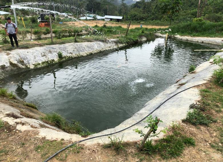 El proyecto piscícola de excombatientes de las Farc en Mutatá. FOTO CORTESÍA 