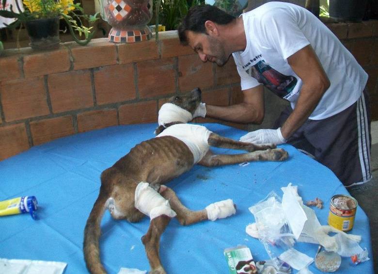 Este es Francisco de Jesús, el perro rescatado en Brasil con una herida abierta en su pata y oreja y lleno de gusanos. El perrito fue salvado. FOTO Cortesía