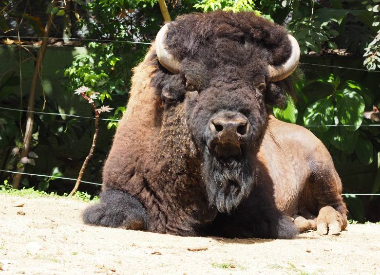 FOTO CORTESÍA ZOOLÓGICO SANTA FE