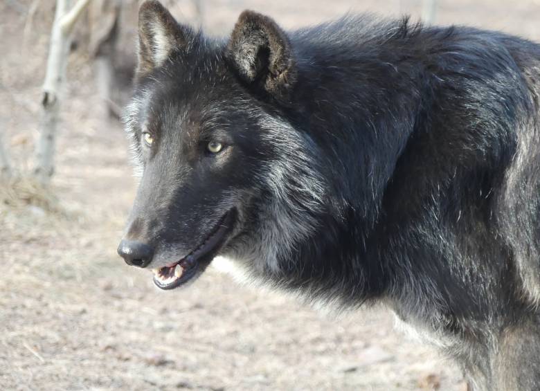 FOTO CORTESÍA ZOOLÓGICO SANTA FE