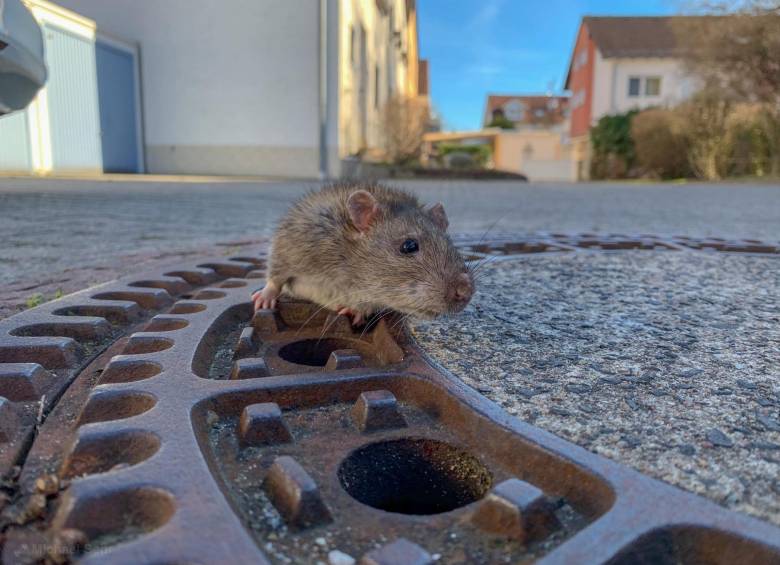 Foto: cortesía Berufstierrettung Rhein Neckar