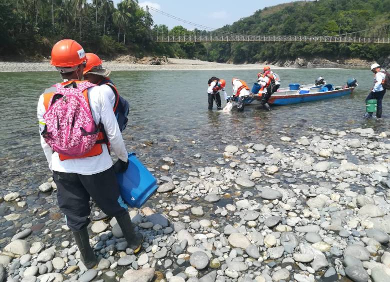 Labores de rescate de peces en el Cauca. FOTO: MANUEL SALDARRIAGA