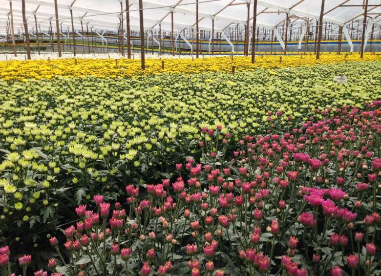 Cultivo de Crisantemos en La Ceja. 