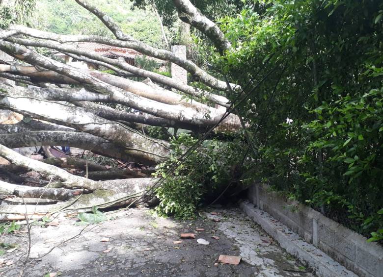 Este fue el árbol que le cayó a Jorge Ignacio Rodríguez Ramírez. FOTO Cortesía Bomberos de San Jerónimo