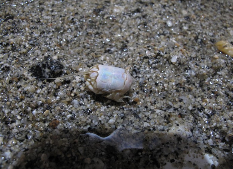 Un cangrejo de arena (Lepidopa luciae), que habita en las playas. Foto: Cortesía Ecomar