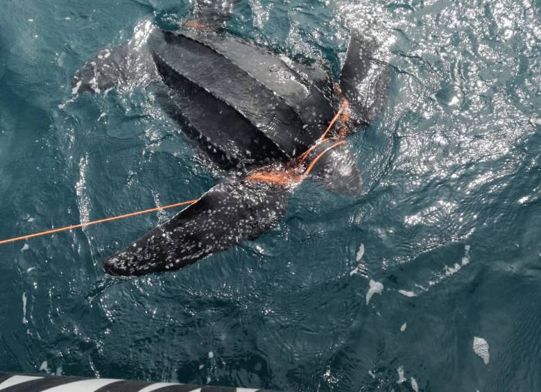 Rescate de tortuga en Santa Marta. FOTO: CORTESÍA ARMADA NACIONAL