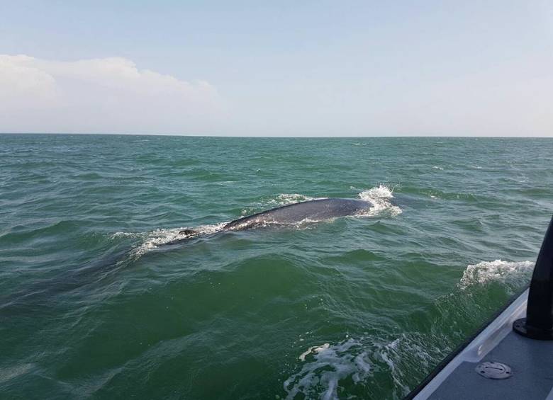 Tras varias horas de maniobra, el animal pudo volver a nadar. FOTO CORTESÍA ARMADA