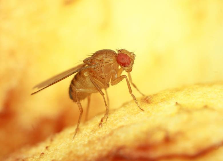 La longevidad de las moscas de la fruta Drosophila melanogaster no parece afectarse por la falta de sueño según el nuevo estudio. Pueden dormir solo unos minutos cada día. FOTO Kapic
