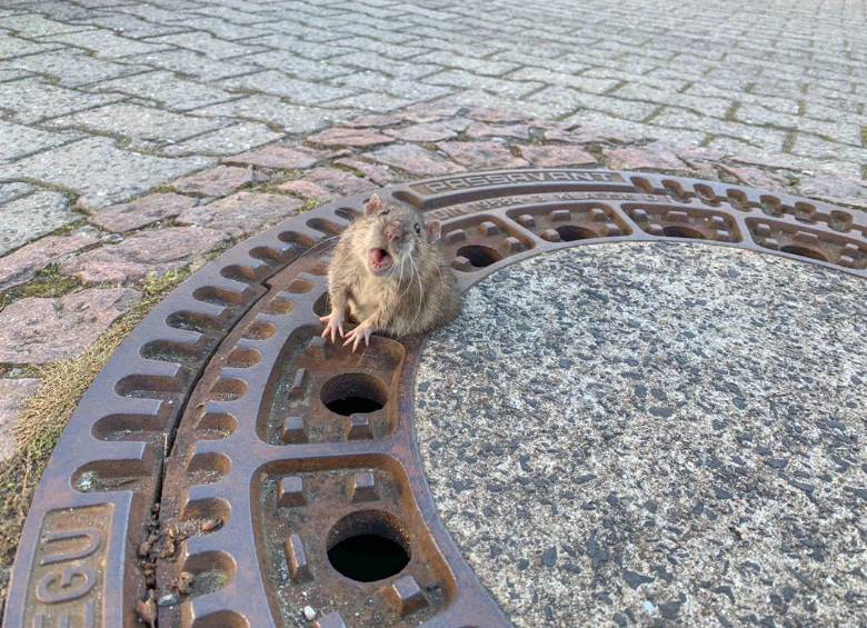 Foto: cortesía Berufstierrettung Rhein Neckar