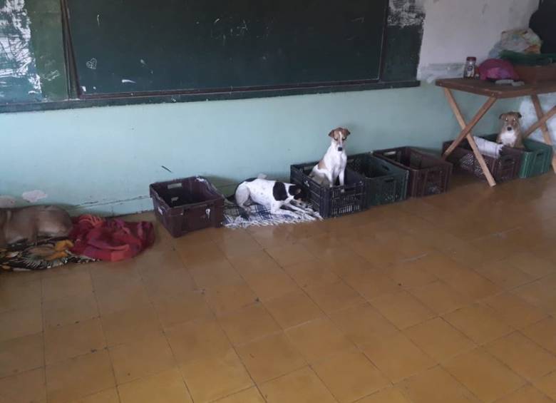 Por enfermedades en mascotas cierran albergue animal de Betania