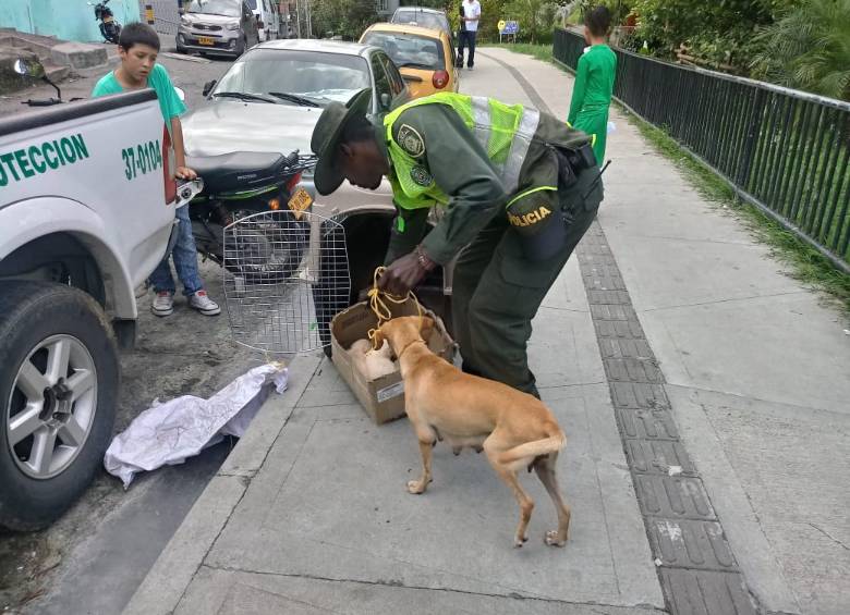 La denuncia se hizo esta mañana en redes sociales. Foto: Cortesía Guardianes de Antioquia