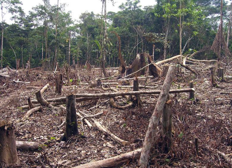 Deforestación en la Amazonia colombiana para cultivos. Foto Matt Zimmerman