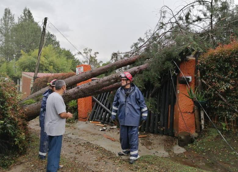 Árboles caídos y viviendas y cultivos afectados dejó la fuerte granizada. Foto Cortesía