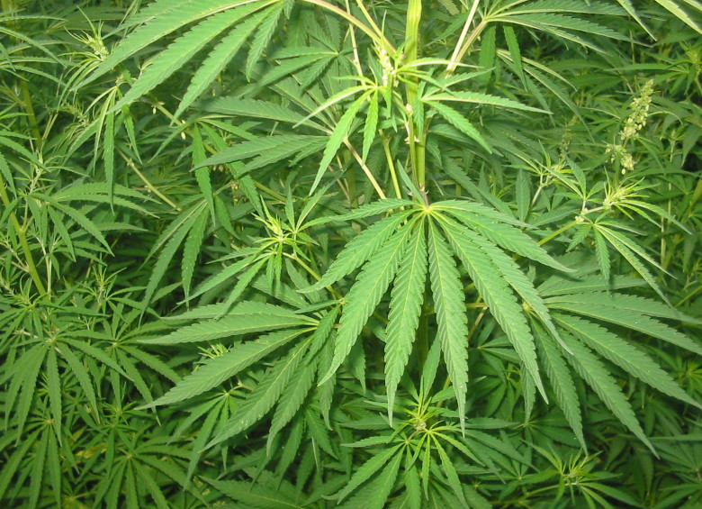 Tener 20 plantas de marihuana, o menos, no es delito: Corte Suprema