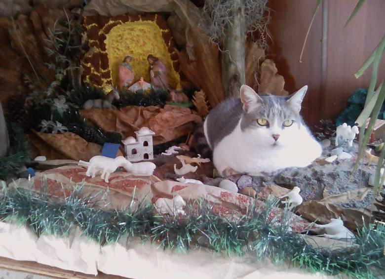 En el pesebre no solo cabe la oveja, también el gato