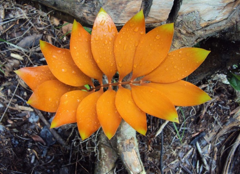 Se Extinguen Plantas Prehistóricas De Colombia