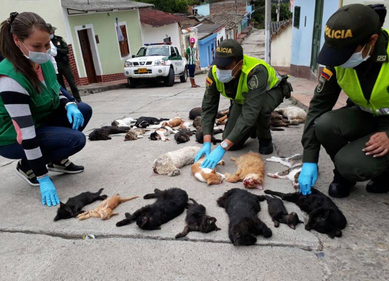 A los animales se les inyectó una sustancia que les habría causado la muerte. FOTO: POLICÍA