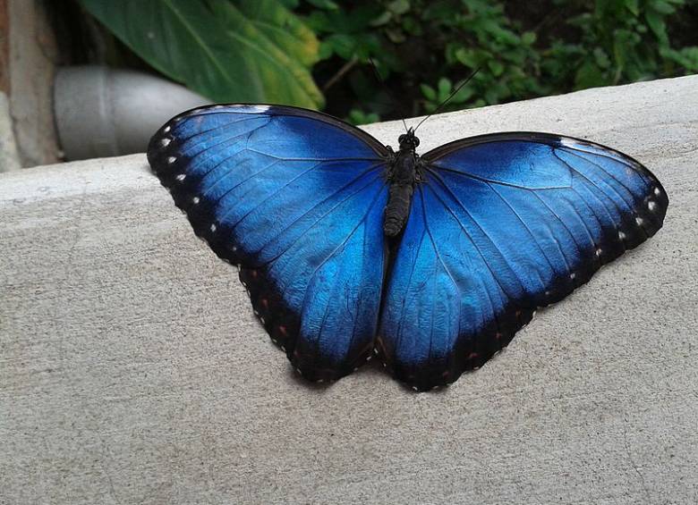 Mariposa morpho de Costa Rica. Los lepidópteros entre los insectos que más se han reducido. Foto Rodtico/Wikipedia