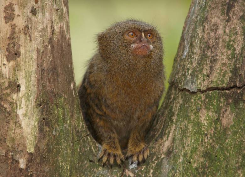 Roban cuatro monos del Zoológico Santa Fe de Medellín