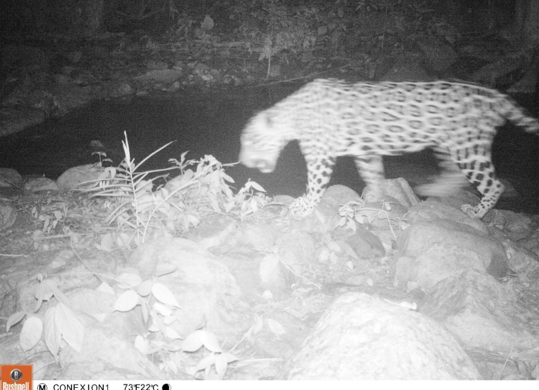 Cámaras trampa logran registro de varios jaguares