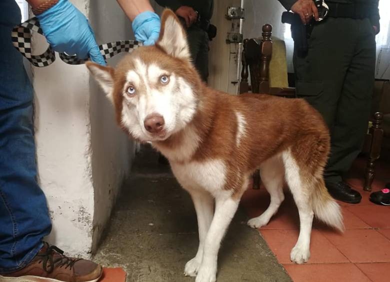 Envían a prisión a hombre que maltrataba a su familia y a la mascota