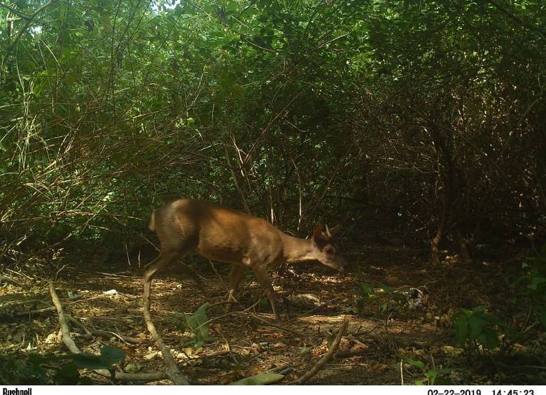 Venados (foto), jaguares, tigrillos, entre otras especies, permanecen en el Parque. FOTO Cortesía Parques Nacionales