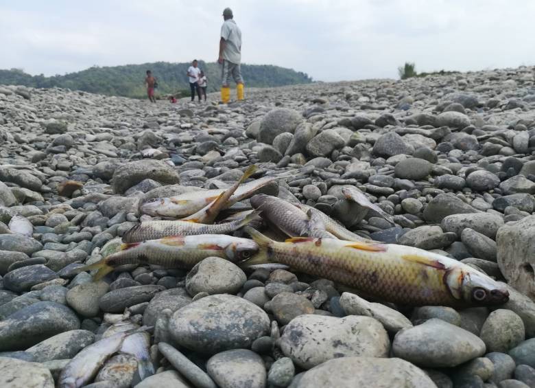 Río Cauca sobre Puerto Antioquia. FOTO MANUEL SALDARRIAGA