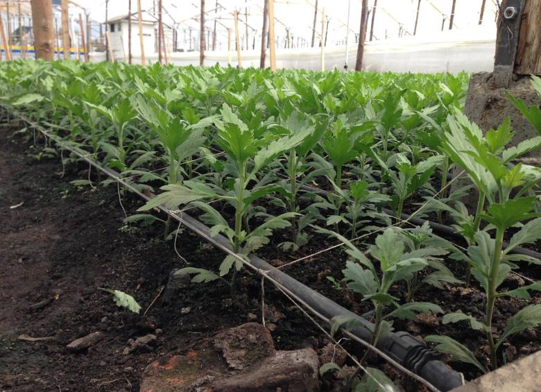 Luego, los crisantemos pasan a campo, donde estarán aproximadamente 70 días en que se formará la flor.
