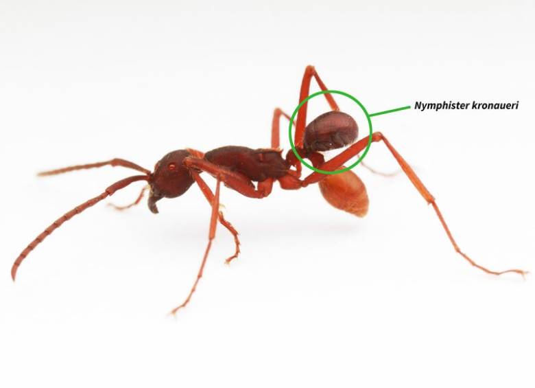Conozca las 10 especies del año