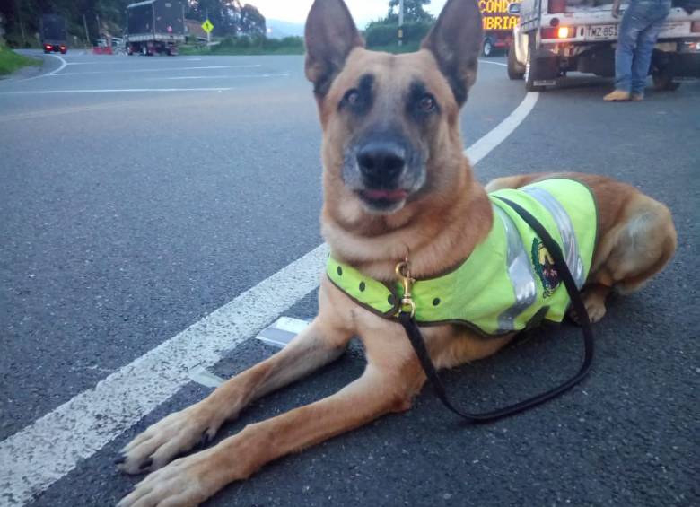 Este era Spike, el pastor belga que custodiaba las principales vías de Antioquia y participaba en allanamientos. FOTOS: cortesía de Policía Antioquia.