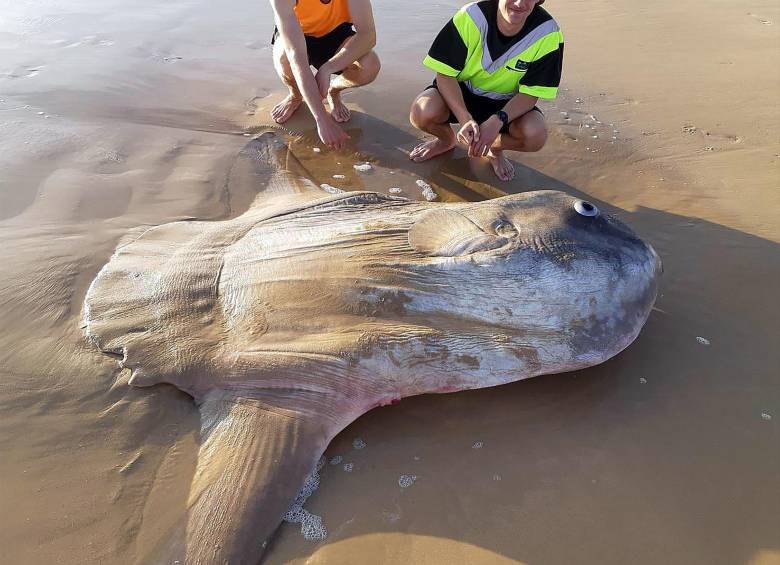 El extraño pez que hallaron encallado en una playa de Australia