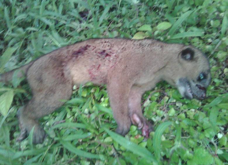 Perro de monte: nueva víctima de maltrato animal