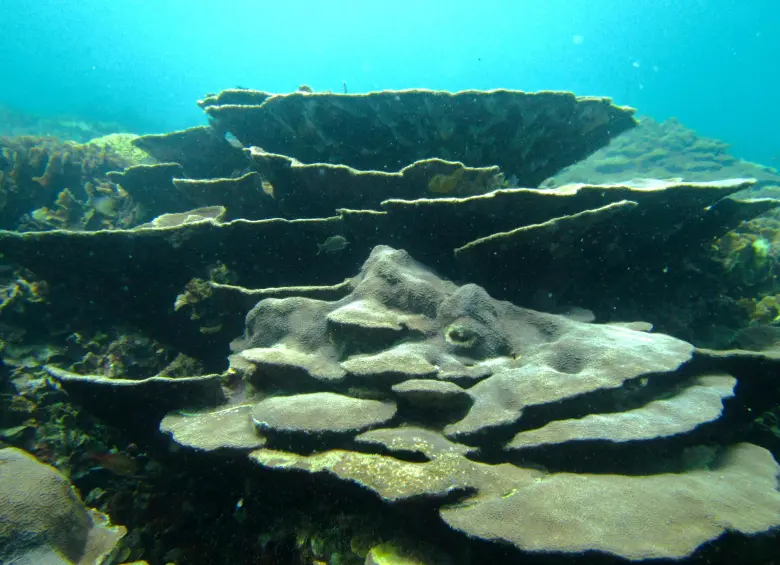 Asociado al arrecife hay una buena cantidad de peces y otros animales. El hallazgo y estudio de corales resilientes es tendencia en el mundo de los científicos conservacionistas y este en Cartagena es un caso que debería ser preservado para su estudio. El Caribe ha perdido 60% de los corales en 30 años. FOTOs Mónica Medina/M. López