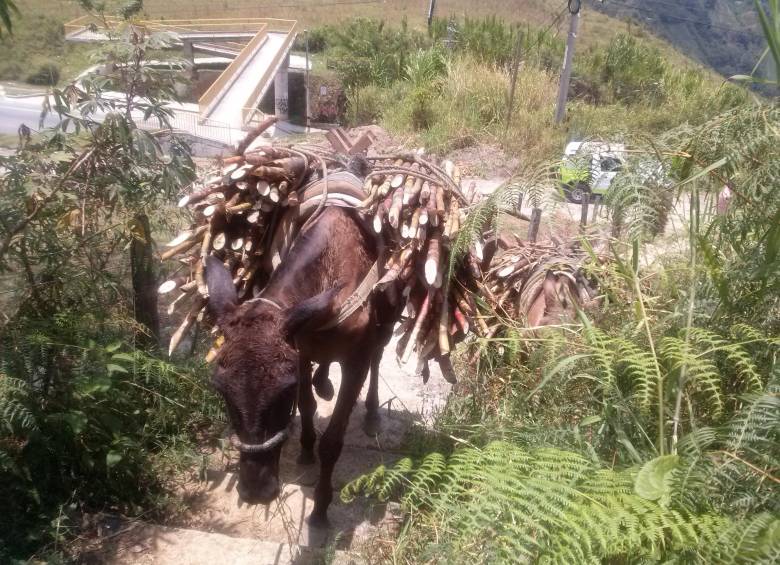 Palmitas se divide por sus caminos ancestrales