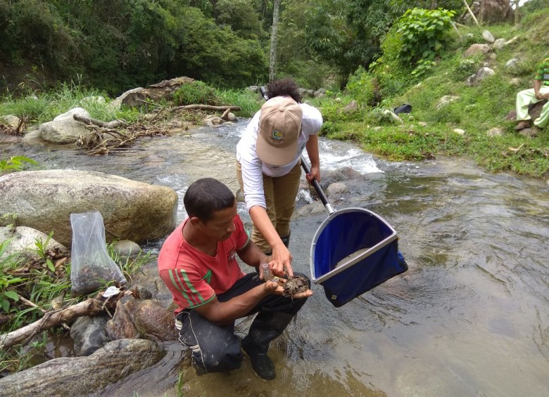 Estudios hidrobiológicos con la comunidad en San Jerónimo, Antioquia. La reforestación, protección de nacimientos y zonas de retiro de quebradas y ríos son otras actividades piragüeras. FOTO CORANTIOQUIA