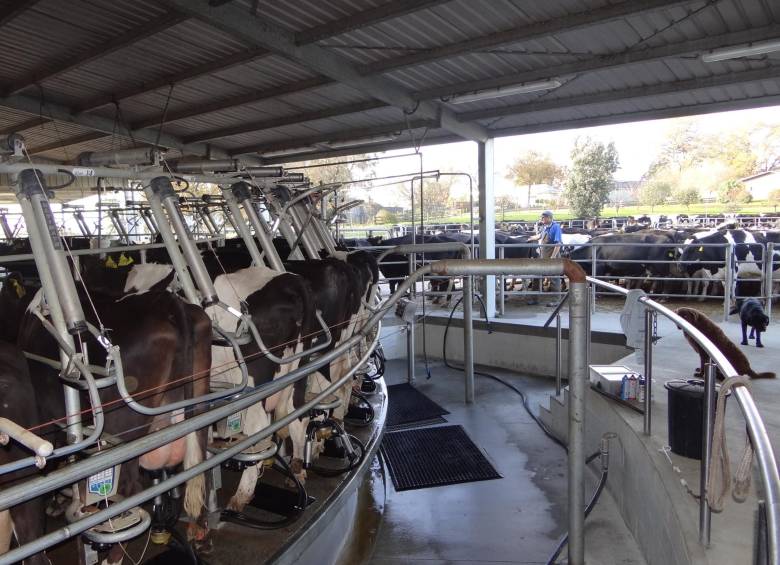 Si se firma un TLC con Nueva Zelanda, se facilitarían canales de importación de tecnología y soluciones a menor precio, de cara a ganar eficiencia en la producción lechera. EL COLOMBIANO estuvo este año en la feria Fieldays, en ese país. FOTO JUAN Fernando ROJAS