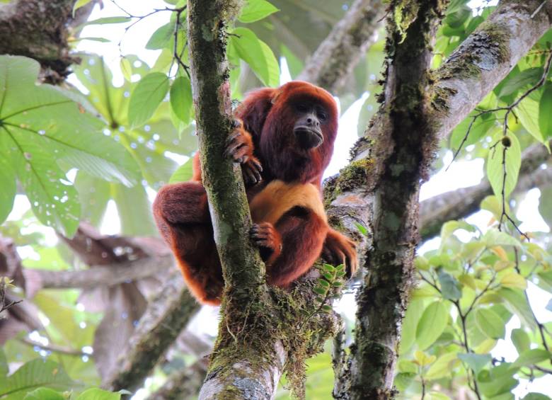 Otún Quimbaya: uno de los 100 destinos verdes del mundo 