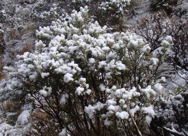 Volvió a caer nieve en el Parque Nacional Los Nevados