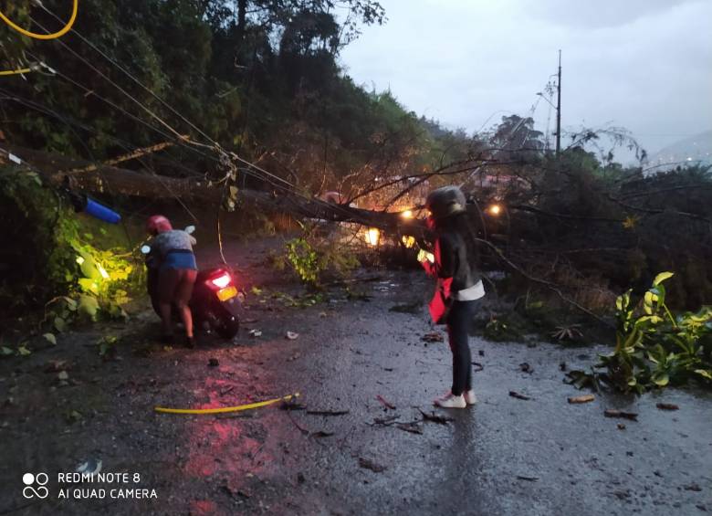 La caída de un árbol afectó la operación del Túnel de Oriente durante toda la tarde del pasado sábado. FOTO CORTESÍA