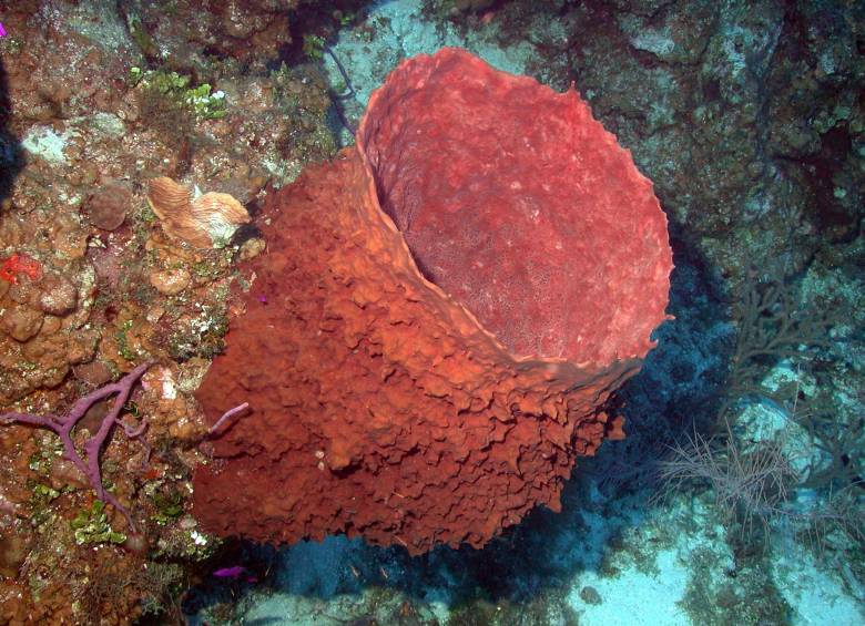 Esta es una enorme esponja (Xestospongia muta) que vive en el Caribe y vive más de 100 años. Son animales antiquísimos. Una pudo haber sido el origen de todos los animales. FOTO NOAA