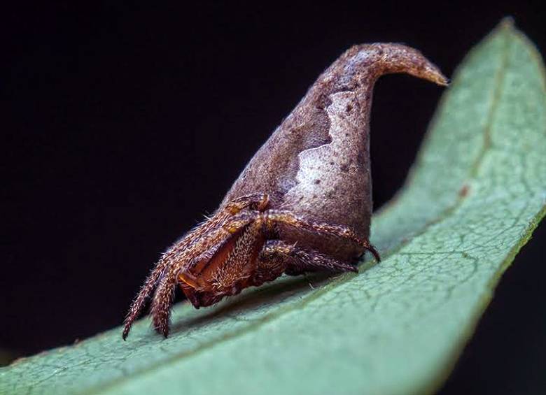 Una orquídea colombiana, en el top 10 de las nuevas especies 