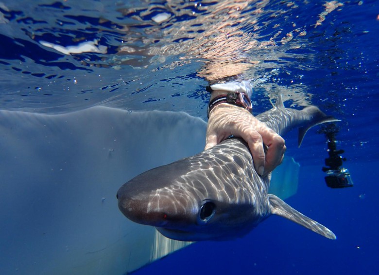Cría de tiburón vaca de ojos grandes del Atlántico, la nueva especie. Foto cortesía Ivy Barmore/Marallianc