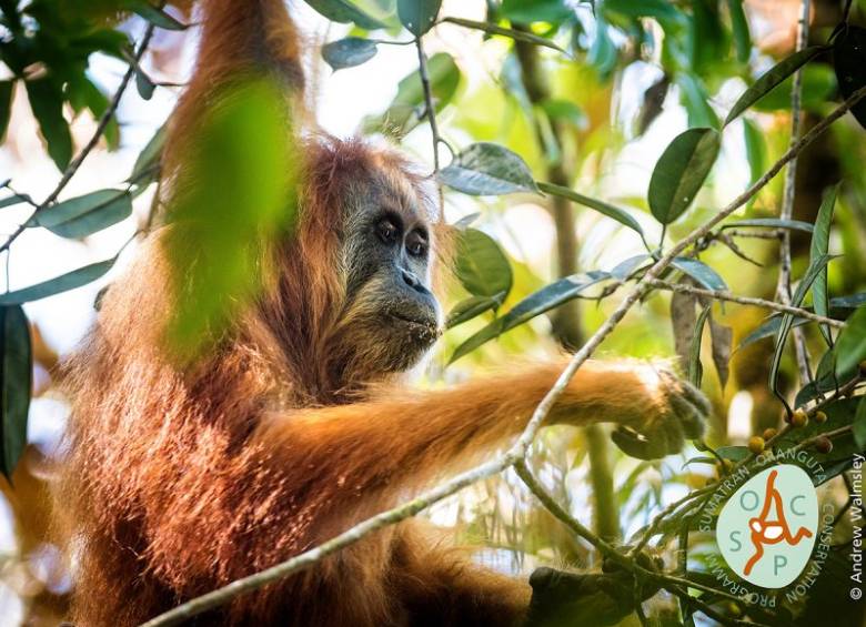Conozca las 10 especies del año