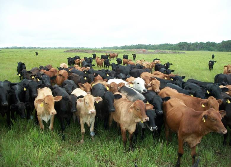 El número de animales en Colombia asciende a 500.000, entre puros y cruces con otras razas. FOTO Cortesía Asociación Angus