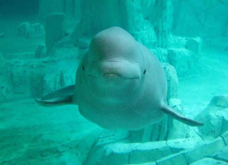Así se ve la ballena beluga. FOTO: Wikipedia/CC BY-SA 2.0